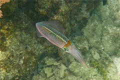 Squid - Caribbean Reef Squid - Sepioteuthis sepioidea