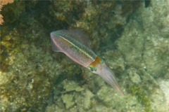 Squid - Caribbean Reef Squid - Sepioteuthis sepioidea