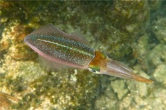 Squid - Caribbean Reef Squid - Sepioteuthis sepioidea