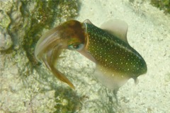 Squid - Caribbean Reef Squid - Sepioteuthis sepioidea