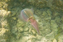 Squid - Caribbean Reef Squid - Sepioteuthis sepioidea