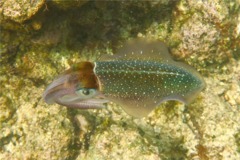 Squid - Caribbean Reef Squid - Sepioteuthis sepioidea