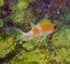 Squirrelfish - Common Squirrelfish - Holocentrus  Adscensionis