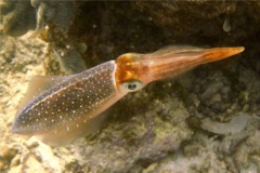 Squid - Caribbean Reef Squid - Sepioteuthis sepioidea