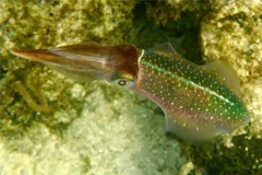 Squid - Caribbean Reef Squid - Sepioteuthis sepioidea