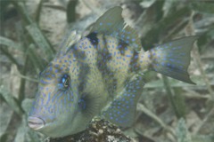 Triggerfish - Gray Triggerfish - Balistes capriscus