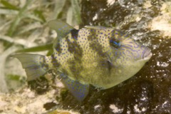 Triggerfish - Gray Triggerfish - Balistes capriscus