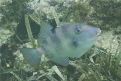 Triggerfish - Gray Triggerfish - Balistes capriscus