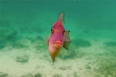 Triggerfish - Gray Triggerfish - Balistes capriscus