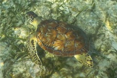 Turtle - Hawksbill Turtle - Eretmochelys imbricata