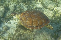 Turtle - Hawksbill Turtle - Eretmochelys imbricata