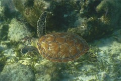 Turtle - Hawksbill Turtle - Eretmochelys imbricata