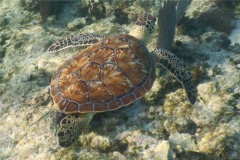 Turtle - Hawksbill Turtle - Eretmochelys imbricata