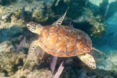 Turtle - Hawksbill Turtle - Eretmochelys imbricata