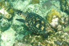 Turtle - Hawksbill Turtle - Eretmochelys imbricata