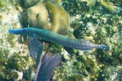 Trumpetfish - Trumpetfish - Aulostomus maculatus