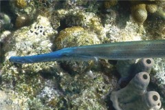 Trumpetfish - Trumpetfish - Aulostomus maculatus