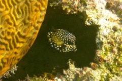 Trunkfish - Smooth Trunkfish - Lactophrys triqueter