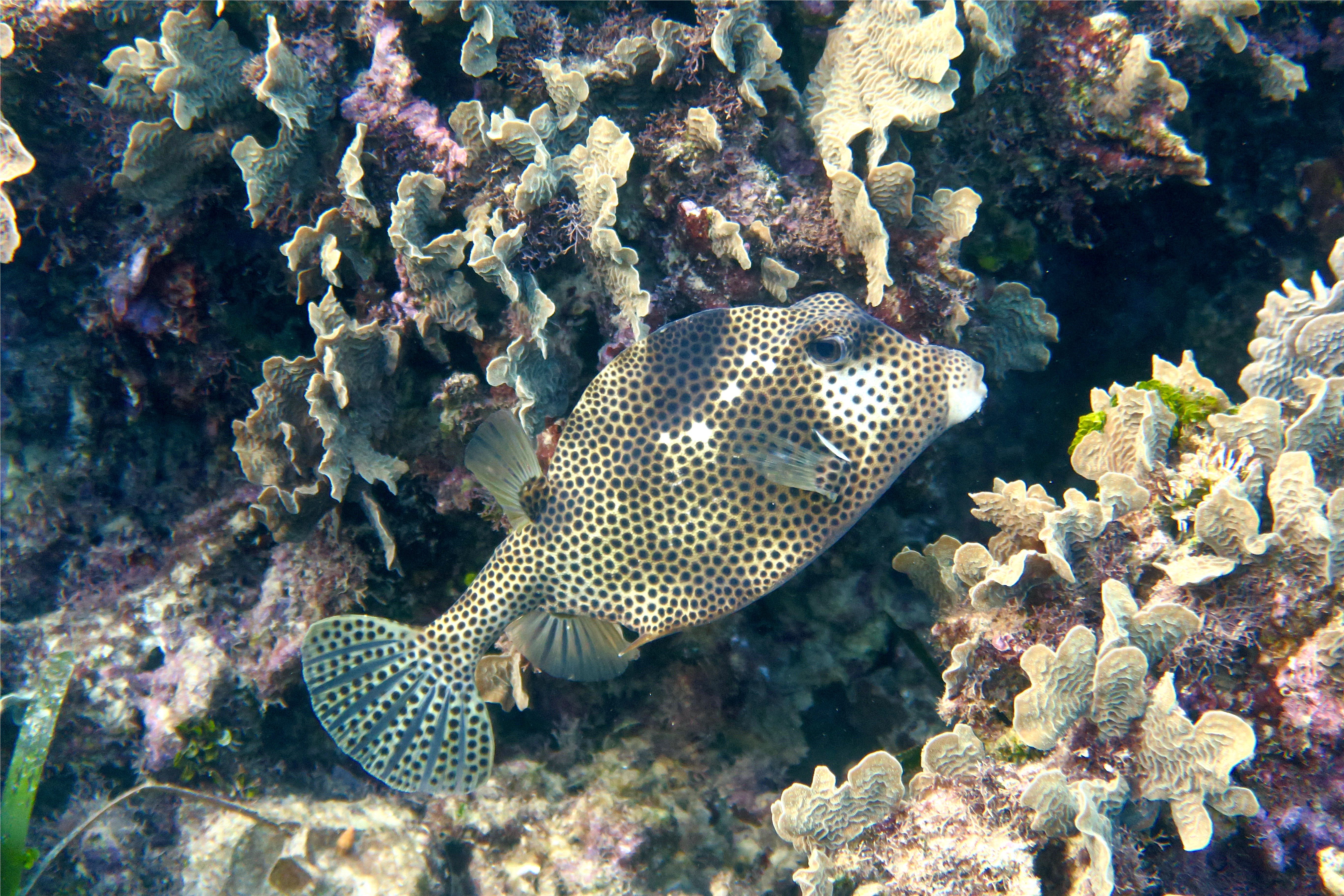 Trunkfish - Spotted Trunkfish - Lactophrys bicaudalis