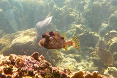 Trunkfish - Spotted Trunkfish - Lactophrys bicaudalis