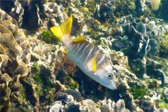 Snappers - Schoolmaster - Lutjanus apodus