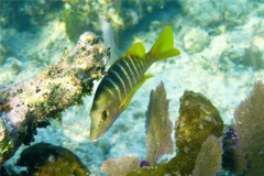 Snappers - Schoolmaster - Lutjanus apodus