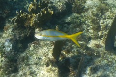 Snappers - Yellowtail Snapper - Ocyurus chrysurus