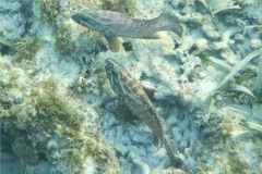 Groupers - Graysby - Cephalopholis cruentatus