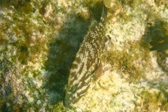 Groupers - Graysby - Cephalopholis cruentatus