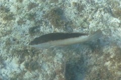 Groupers - Coney/Brown variation - Cephalopholis fulvus