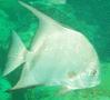 Spadefish - Atlantic Spadefish - Chaetodipterus faber