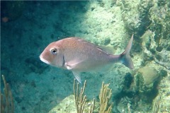 Porgies - Jolthead Porgy - Calamus bajonado