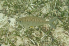 Mojarras - Yellowfin Mojarra - Gerres cinereus