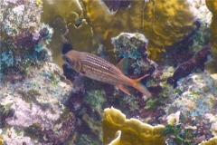 Squirrelfish - Dusky Squirrelfish - Sargocentron vexillarium