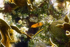 Damselfish - Threespot Damselfish - Stegastes planifrons