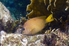 Damselfish - Yellowtail Damselfish - Microspathodon chrysurus