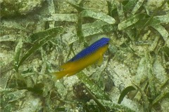 Damselfish - Beaugregory Damselfish - Stegastes leucostictus