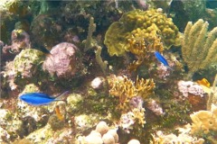 Damselfish - Blue Chromis - Chromis cyanea