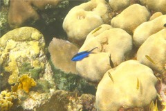 Damselfish - Blue Chromis - Chromis cyanea