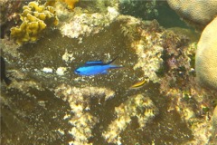 Damselfish - Blue Chromis - Chromis cyanea