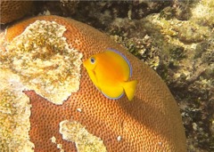 Surgeonfish - Blue Tang - Acanthurus coeruleus