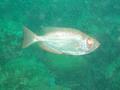 Bigeyes - Bigeye - Priacanthus arenatus