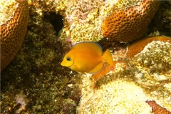 Surgeonfish - Blue Tang - Acanthurus coeruleus