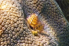 Nudibranch - Christmas tree worm - spirobranchius giganteus