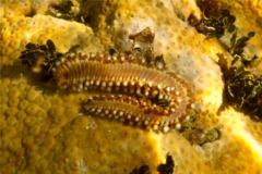 Bristleworm - Bearded Fireworm - Hermodice carunculata