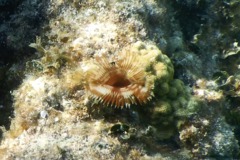 Featherduster worms - Split-crown Featherduster - Anamobaea orstedii