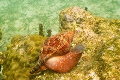 Sea Snails - Tulip Snail - Fasciolaria tulipa