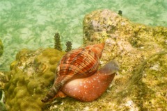 Sea Snails - Tulip Snail - Fasciolaria tulipa