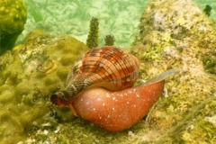 Sea Snails - Tulip Snail - Fasciolaria tulipa