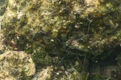 Spaghetti worms - Spaghetti worm - Eupolymnia crasscornis